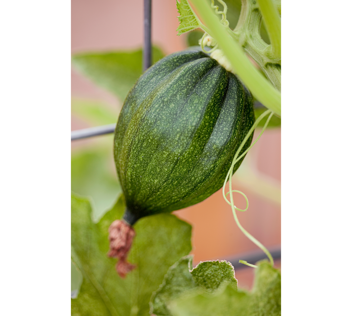 Acorn squash, organically grown, potted plant The Grateful Root Farm