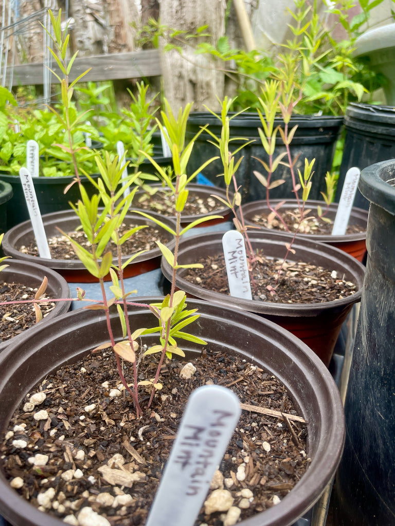 potted mint plants for sale Mountain Mint (Pycnanthemum virginianum) potted plant, organic – The Grateful Root Farm & Market, LLC