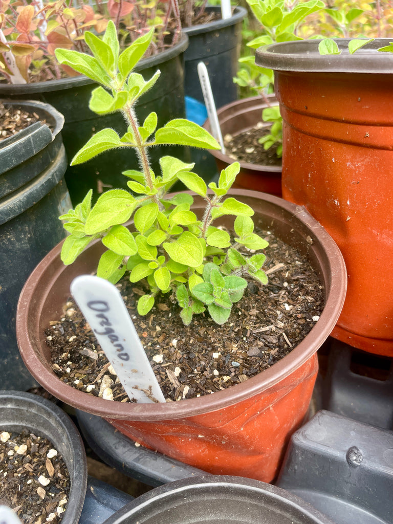 oregano potted plant Oregano Greek (Origanum heracleoticum) potted plant, organic – The Grateful Root Farm & Market, LLC