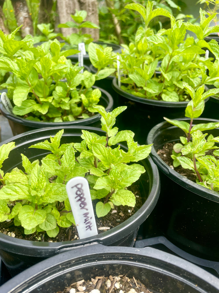 peppermint plant indoors Peppermint Potted Plant, Organically Grown – The Grateful Root Farm & Market, LLC
