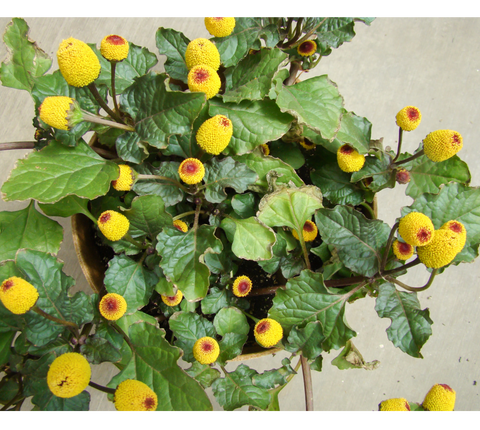 Toothache, Spilanthes, Brede Mafane, Acmella Alba, Potted Plant, Organically Grown