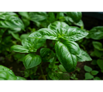 Basil, Sweet Lettuce Leaf (Ocimum basilicum) potted plant organic