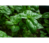 Basil, Sweet Lettuce Leaf (Ocimum basilicum) potted plant organic