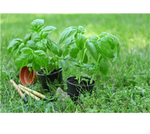 Basil, Sweet Lettuce Leaf (Ocimum basilicum) potted plant organic