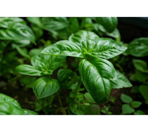Basil, Sweet Lettuce Leaf (Ocimum basilicum) potted plant organic