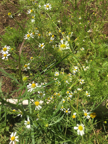 potted chamomile plant Chamomile, Roman, Potted Plant, Organically Grown – The Grateful Root Farm & Market, LLC