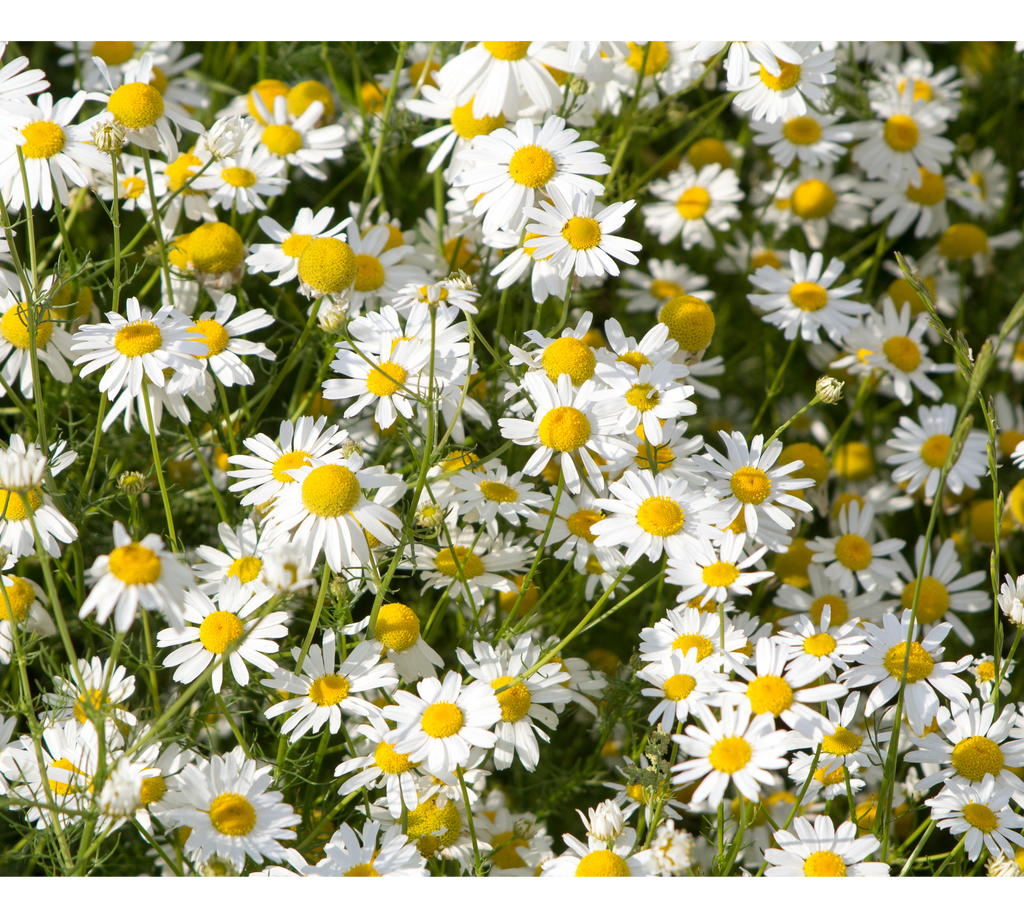 potted chamomile plant Chamomile, Roman, Potted Plant, Organically Grown – The Grateful Root Farm & Market, LLC