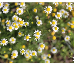 Chamomile, Roman, Potted Plant, Organically Grown