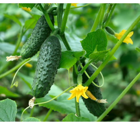Cucumber, Pickling, Potted Plant, Organically Grown