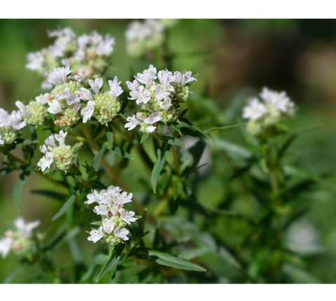 Mountain Mint (Pycnanthemum virginianum) potted plant, organic