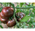 Tomatoes, Cherokee Purple, Potted Plant, Organically Grown Heirloom